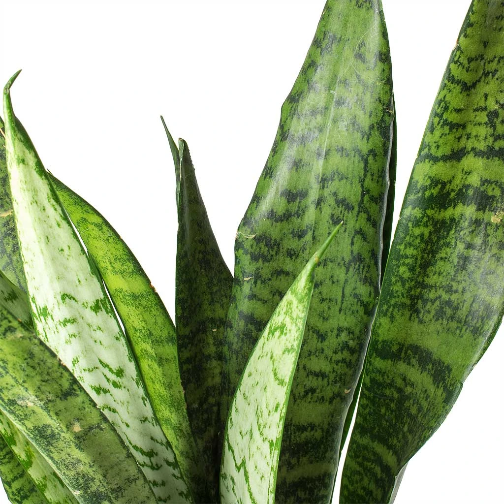Sansevieria Zeylanica - Snake Plant 3 Sansevieria Zeylanica - Snake Plant - Image 3