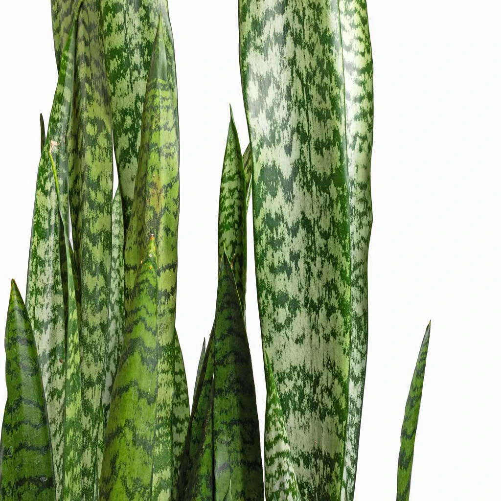 Sansevieria Zeylanica - Snake Plant 2 Sansevieria Zeylanica - Snake Plant - Image 2