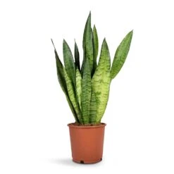 Sansevieria Zeylanica - Snake Plant 25 Sansevieria Zeylanica - Snake Plant -PlantVibe Shop Sansevieria zeylanica Snake Plant14x50cm