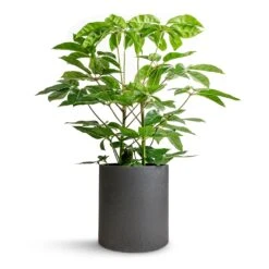 Max Refined Planter - Volcano Black -PlantVibe Shop Schefflera actinophylla Australian Umbrella Tree 24x100cm Max Refined Planter Volcano Black 29x29.5cm 613c9a7f 0efe 454f 8e06 30fdc07f1741