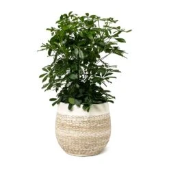 Schefflera Arboricola - Dwarf Umbrella Tree -PlantVibe Shop Schefflera arboricola Dwarf Umbrella Tree Merin Plant Pot Sand