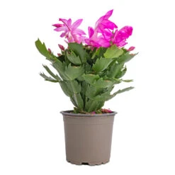 Schlumbergera - Christmas Cactus - Pink/Purple 14 Schlumbergera - Christmas Cactus - Pink/Purple -PlantVibe Shop Schlumbergera Christmas Cactus Pink Purple 12x25cm 2