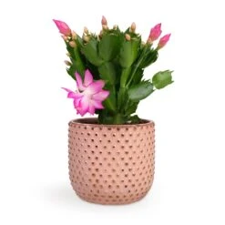 Schlumbergera - Christmas Cactus - Pink/Purple 17 Schlumbergera - Christmas Cactus - Pink/Purple -PlantVibe Shop Schlumbergera Christmas Cactus Pink Purple 12x25cm Bolino Plant Pot Pale Rose 14x13cm d3179c00 b6f5 435b 91c4 2b0b430b41d7