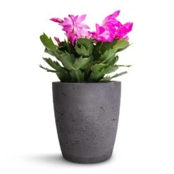 Schlumbergera - Christmas Cactus - Pink/Purple 15 Schlumbergera - Christmas Cactus - Pink/Purple -PlantVibe Shop Schlumbergera Christmas Cactus Pink Purple 12x25cm Gerben Plant Pot Black Washed 15x16cm