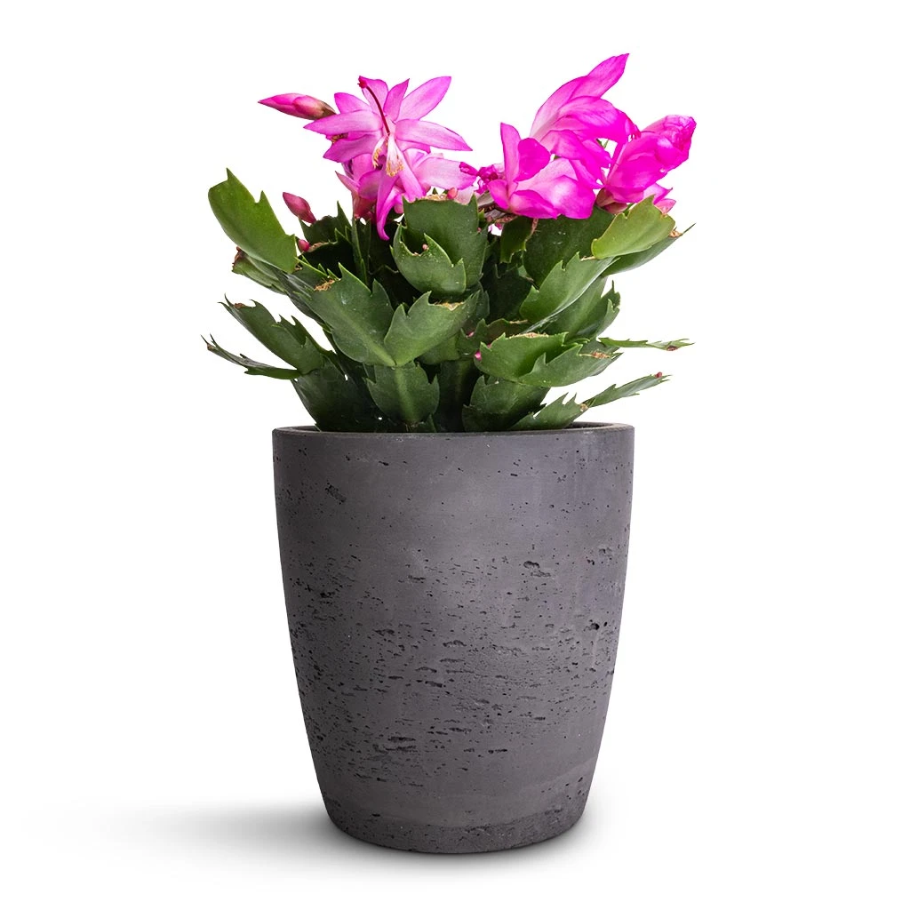 Gerben Plant Pot - Black Washed 3 Gerben Plant Pot - Black Washed - Image 3