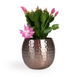 Schlumbergera - Christmas Cactus - Pink/Purple 18 Schlumbergera - Christmas Cactus - Pink/Purple -PlantVibe Shop Schlumbergera Christmas Cactus Pink Purple 12x25cm Kody Metal Plant Pots Set3 Large Rose Gold 53ff83eb 026c 44e6 bf42 8e21b6ae65ff