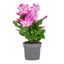 Schlumbergera - Christmas Cactus - Pink/Purple 12 Schlumbergera - Christmas Cactus - Pink/Purple -PlantVibe Shop Schlumbergera Christmas Cactus Pink Purple 9x23cm