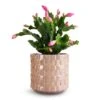 Schlumbergera - Christmas Cactus - Pink/Purple