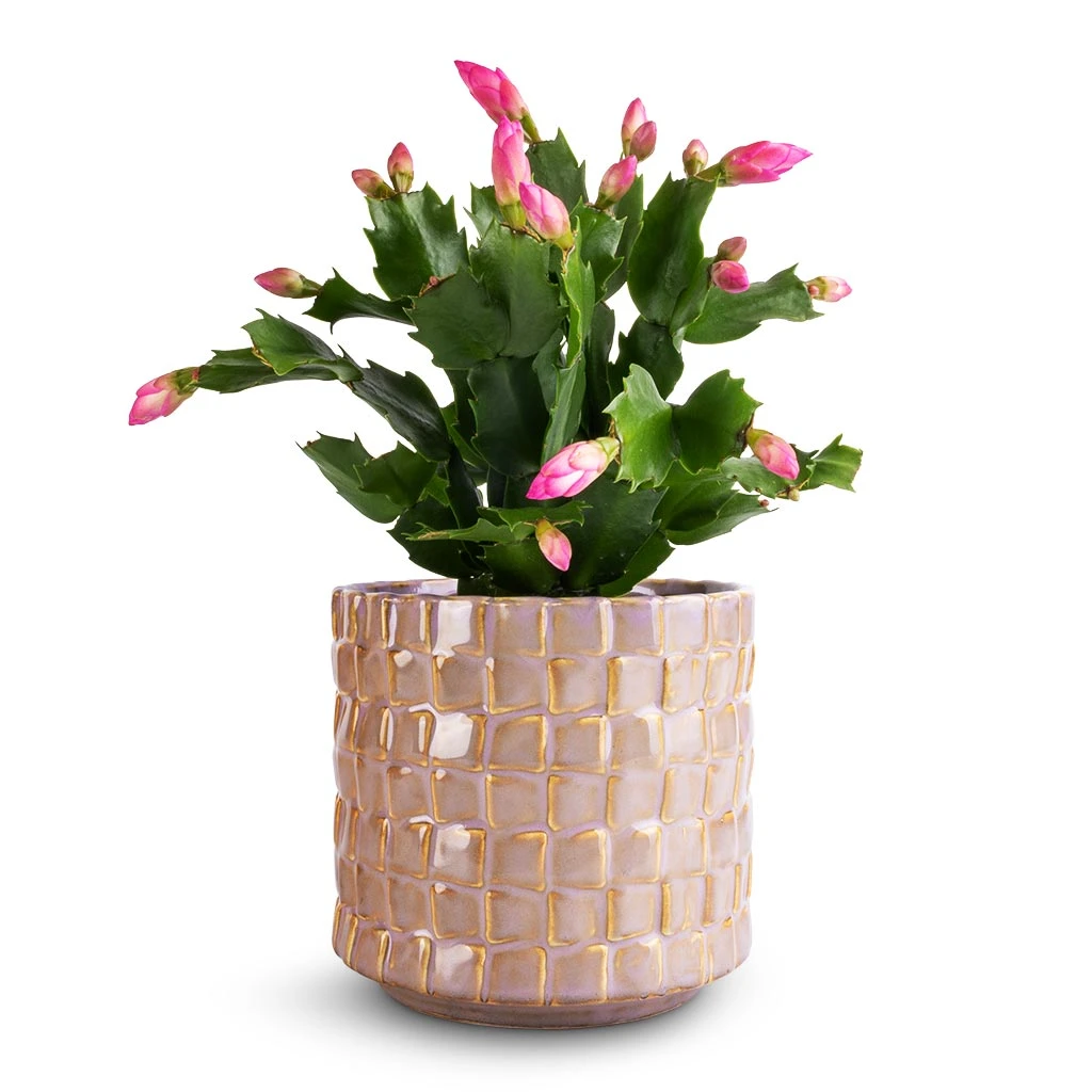 Schlumbergera - Christmas Cactus - Pink/Purple 1 Schlumbergera - Christmas Cactus - Pink/Purple