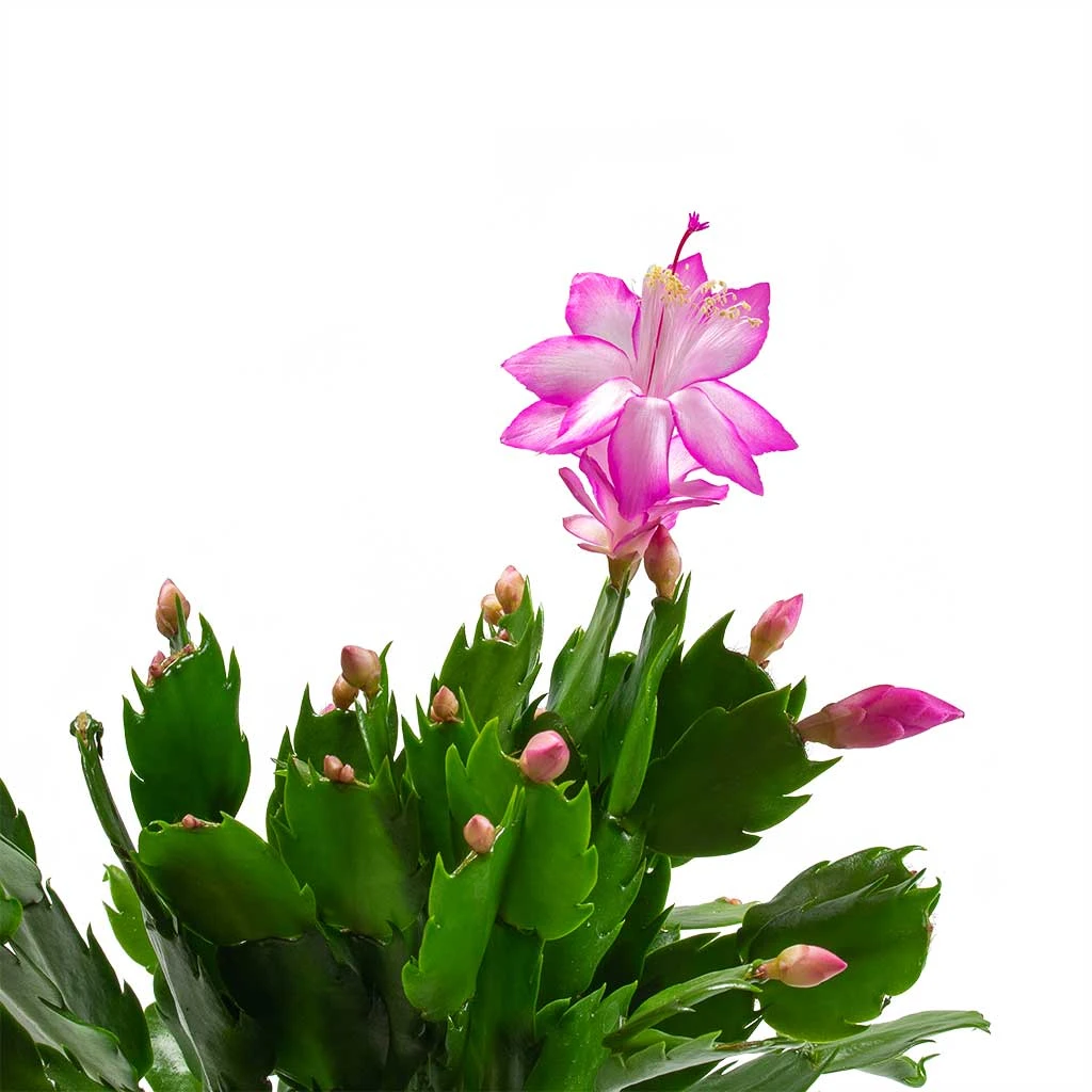 Schlumbergera - Christmas Cactus - Pink/Purple 4 Schlumbergera - Christmas Cactus - Pink/Purple - Image 4
