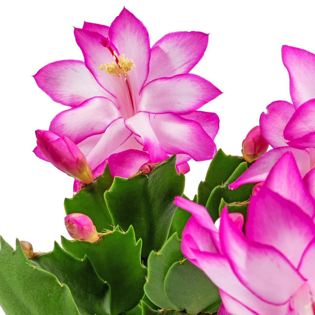 Schlumbergera - Christmas Cactus - Pink/Purple 2 Schlumbergera - Christmas Cactus - Pink/Purple - Image 2