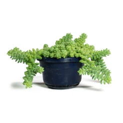 Sedum Burrito - Donkey Tail -PlantVibe Shop Sedum Burrito Donkey Tail 14cm