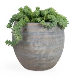 Sedum Burrito - Donkey Tail -PlantVibe Shop Sedum Burrito Donkey Tail 14x20cm Dex Plant Pot Earth 22x20cm e5cf6df4 2ef3 4fa9 97dd 4bacf93f489c