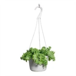 Sedum Burrito - Donkey Tail -PlantVibe Shop Sedum Burrito Donkey Tail 20x45cm