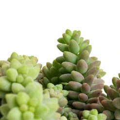 Sedum Burrito - Donkey Tail -PlantVibe Shop Sedum Burrito Donkey Tail DETAIL 2