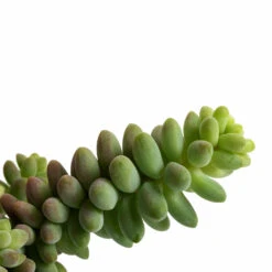 Sedum Burrito - Donkey Tail -PlantVibe Shop Sedum Burrito Donkey Tail DETAIL 3