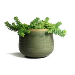 Sedum Burrito - Donkey Tail -PlantVibe Shop Sedum Burrito Donkey Tail Iris Plant Pot Mint