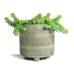 Sedum Burrito - Donkey Tail -PlantVibe Shop Sedum Burrito Donkey Tail Nola Plant Pot Shiny Earth