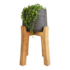 Patt Plant Pot - Tall Stand - Black Washed -PlantVibe Shop Senecio rowleyanus String of Pearls 12x20cm Patt Plant Pot Tall Stand Black Washed 23x34cm 8decf343 6070 461f a9ef c9ac37ac1145