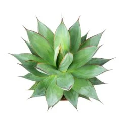 Agave Shaka Zulu -PlantVibe Shop Shaka Zulu Agave Leaves