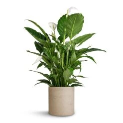 Max Plant Pot - Grey Washed -PlantVibe Shop Spathiphyllum Sebastiano Peace Lily Max Plant Pot Grey Washed 30x30cm 35d78735 c772 4f21 906c 44c88db9a9ff