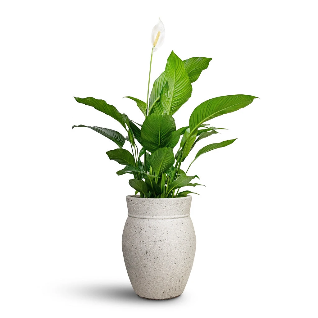 Apollo Mediterranean Planter - Chalk White 2 Apollo Mediterranean Planter - Chalk White - Image 2