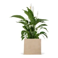 Raindrop Cube Planter - Stone -PlantVibe Shop Spathiphyllum Sweet Lauretta Peace Lily 24x90cm Raindrop Cube Planter Stone 30x30x27cm 9676e8c7 85ca 4e31 9f7c dbced749a172