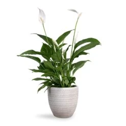 Spathiphyllum Vivaldi - Peace Lily -PlantVibe Shop Spathiphyllum Vivaldi Peace Lily 17x70cm Angle Couple Plant Pot White 24x23cm 3e0a5422 ce42 411d 9564 bfcd773153d3