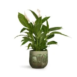 Spathiphyllum Vivaldi - Peace Lily -PlantVibe Shop Spathiphyllum Vivaldi Peace Lily 17x70cm Moon Plant Pot Jungle 23x20cm 14987519 ba88 43dd 8c31 f2c799d92dbd