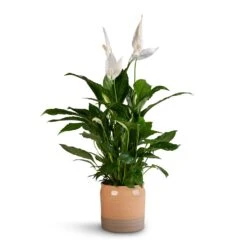 Spathiphyllum Vivaldi - Peace Lily -PlantVibe Shop Spathiphyllum Vivaldi Peace Lily 17x70cm Puro Ripple Plant Pot Peach 21x19cm b1457af6 8a9d 47c9 88e5 050e33f6778c