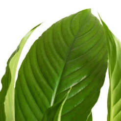 Spathiphyllum Vivaldi - Peace Lily -PlantVibe Shop Spathiphyllum Vivaldi Peace Lily 2