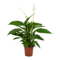 Spathiphyllum Vivaldi - Peace Lily -PlantVibe Shop Spathiphyllum Vivaldi Peace Lily