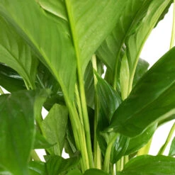 Spathiphyllum Vivaldi - Peace Lily -PlantVibe Shop Spathiphyllum Vivaldi Peace Lily 3