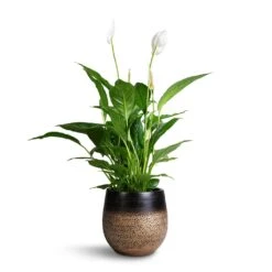 Spathiphyllum Vivaldi - Peace Lily -PlantVibe Shop Spathuphyllum Vivaldi Peace Lilly 17x70cm Mya Plant Pot Deep Champagne 22x20cm