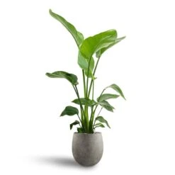 Grigio Balloon Plant Pot - Natural Concrete -PlantVibe Shop Strelitzia nicolai Bird of Paradise Hydroculture 21 19 x 85cm Grigio Balloon Plant Pot Natural Concrete 30 x 30cm 5ec60632 445d 4e4d ae9d 2458275d2b3a