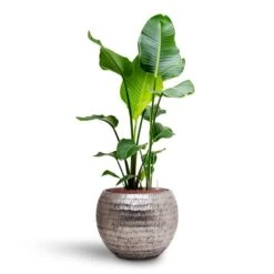 Opus Hammered Globe Planter - Silver -PlantVibe Shop Strelitzia nicolai Bird of Paradise Hydroculture 22 19 x 105cm Opus Hammered Globe Planter Silver 40 x 32cm