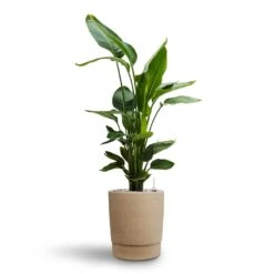 Chao Plant Pot - Concrete -PlantVibe Shop Strelitzia nicolai Bird of Paradise Hydroculture 26 25 x 140cm Chao Plant Pot Concrete 27.5 x 31.5cm 00f73198 d1b9 48ee 8c27 58cbceb491d8