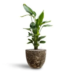 Lava Couple Relic Planter - Black 16 Lava Couple Relic Planter - Black -PlantVibe Shop Strelitzia nicolai Bird of Paradise Hydroculture 26 25 x 140cm Lava Couple Relic Planter Black 37 x 34cm 7913072b 904a 4688 8948 346b2115b336