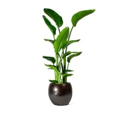 Kae Plant Pot - Mocha -PlantVibe Shop Strelitzia nicolai Bird of Paradise Kae Plant Pot Mocha