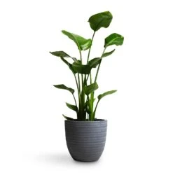 Angle Couple Plant Pot - Grey 8 Angle Couple Plant Pot - Grey -PlantVibe Shop Strelitzia nicolai Giant White Bird of Paradise 21x85cm Angle Couple Plant Pot Grey 30x28cm