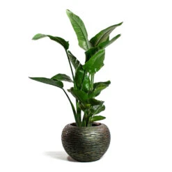 Luxe Lite Wrinkle Globe Planter - Bronze -PlantVibe Shop Strelitzia nicolai Giant White Bird of Paradise Luxe Lite Wrinkle Globe Planter Bronze