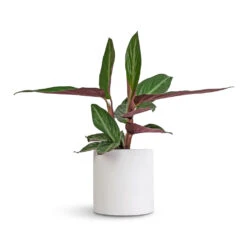 Puk Essentials Planter - Matt White 26 Puk Essentials Planter - Matt White -PlantVibe Shop Stromanthe sanguinea Stripestar 12x40cm Puk Essentials Planter Matt White 15x15cm a76da8e0 1bc6 41ab 8e72 509005662afd