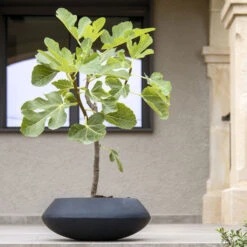 Tara Natural Bowl Planter - Black -PlantVibe Shop TaraNaturalPlanter Black 2