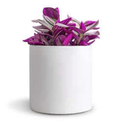 Puk Essentials Planter - Matt White 18 Puk Essentials Planter - Matt White -PlantVibe Shop Tradescantia albiflora Nanouk Fantasy Venice 12x20cm Puk Essentials Planter Matt White 15x15cm dd64377e 9d7b 4047 88a3 a6711f9be8f3