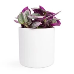 Puk Essentials Planter - Matt White 28 Puk Essentials Planter - Matt White -PlantVibe Shop Tradescantia albiflora Nanouk Fantasy Venice 12x20cm Puk Planter Matt White 15x15cm 2940d00b 6251 497d 9103 546a7a0f0b47
