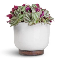 Tradescantia Zebrina - Inch Plant -PlantVibe Shop Tradescantia zebrina Inch Plant 12x10cm Jayla Plant Pot White 17x14cm