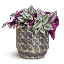 Tradescantia Zebrina - Inch Plant -PlantVibe Shop Tradescantia zebrina Inch Plant 12x10cm Jim Plant Pot Earth 14x12cm