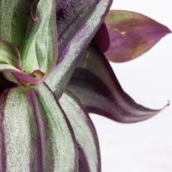 Tradescantia Zebrina - Inch Plant -PlantVibe Shop Tradescantia zebrina Inch Plant SWATCH 2