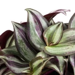 Tradescantia Zebrina - Inch Plant -PlantVibe Shop Tradescantia zebrina Inch Plant SWATCH