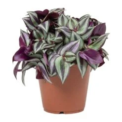 Tradescantia Zebrina - Inch Plant -PlantVibe Shop Tradescantia zebrina Wandering Jew Small